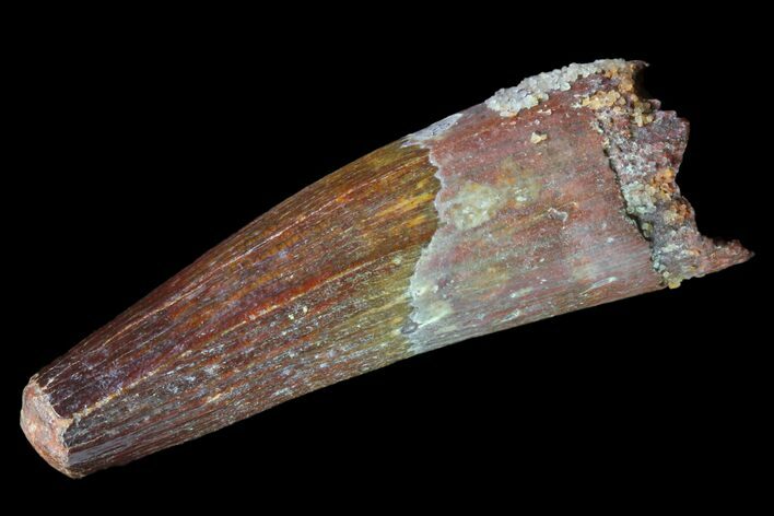 Real Spinosaurus Tooth - Dark Enamel Preservation #81100